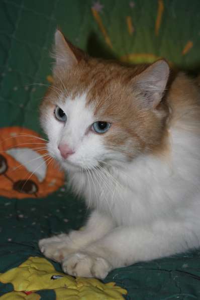 Голубоглазый красавец ищет дом в Сергиевом Посаде