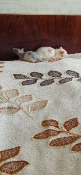 Отдам крыса мальчика в фото 3