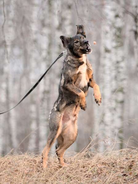 Надёжный Друг Курт ищет семью в Москве фото 52