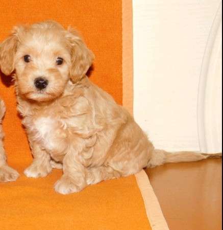 Мальтипу F - 1