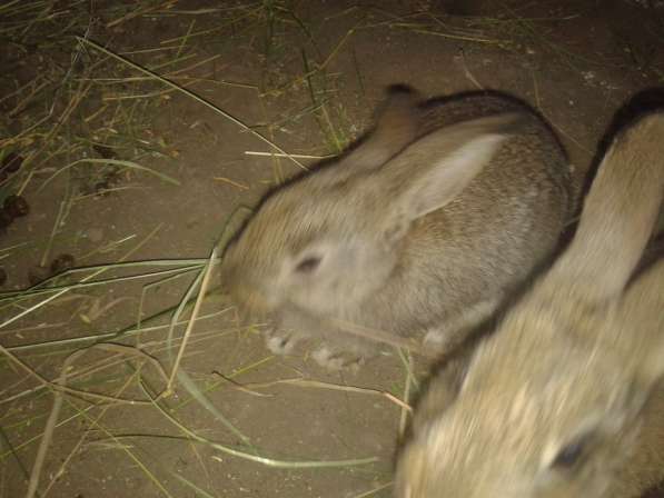 Кролики фландр