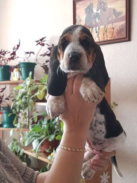 Щенки Бассет-хаунд в Армавире фото 29