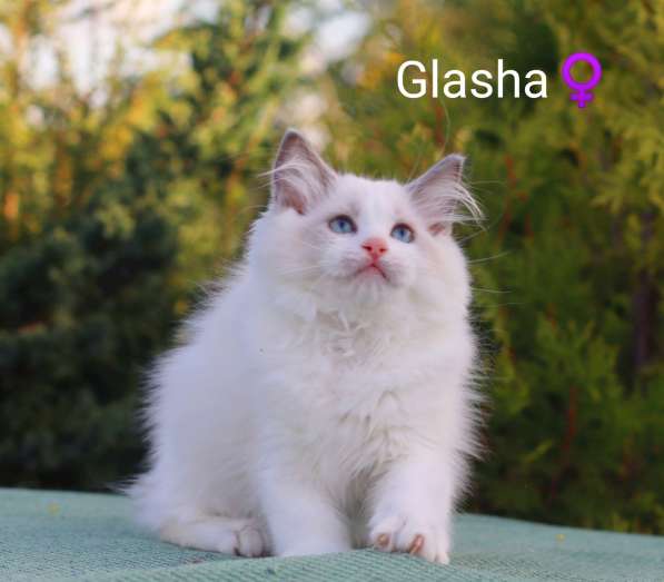 Рэгдолл котята в фото 25