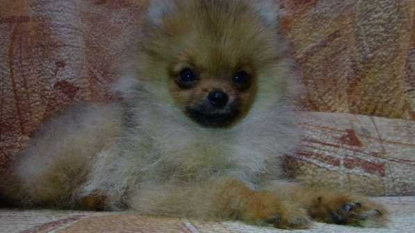 Щенок померанского шпица- микро - медвежонок в фото 22