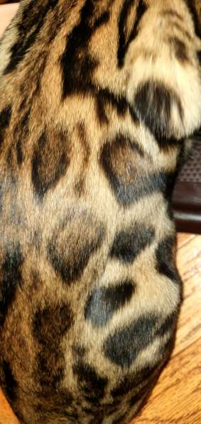 Бенгальские котята, шикарная кошечка, документы WCF, питомн в фото 28