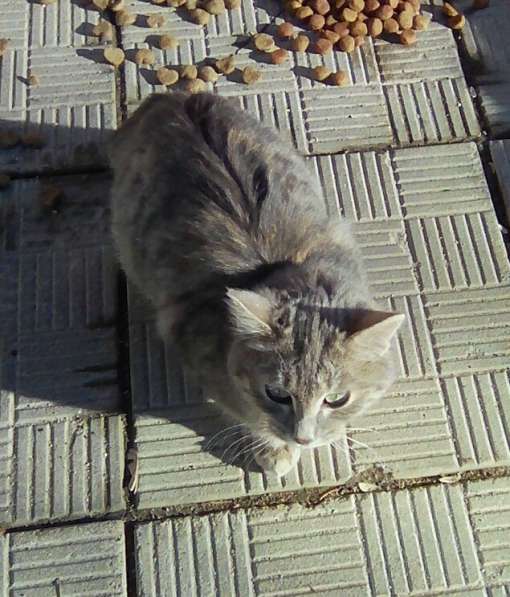 Котёнок ищет дом в Волоколамске