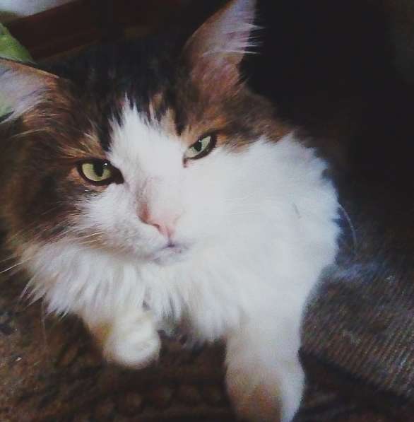 Отдам котика в добрые руки!!!!))))) в Москве