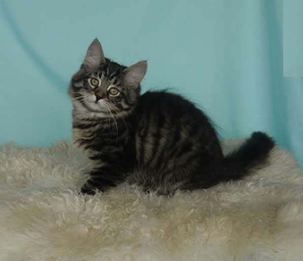 Традиционные Сибирские котята в Москве фото 10