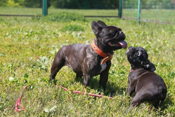 Французский бульдог подрощенная девочка в Москве фото 28