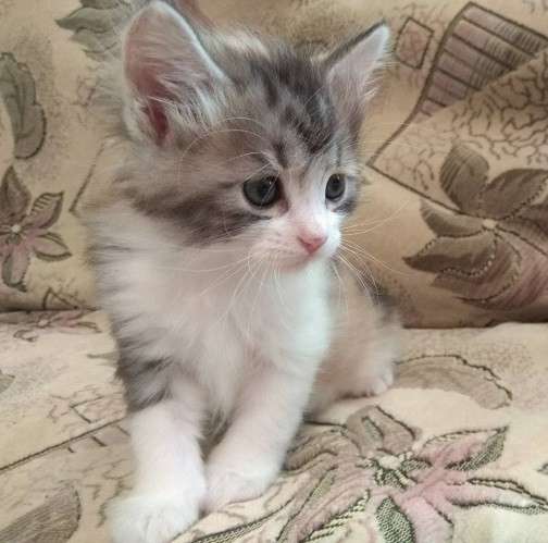 Курильский бобтейл - котята золотого окраса в Краснодаре фото 16