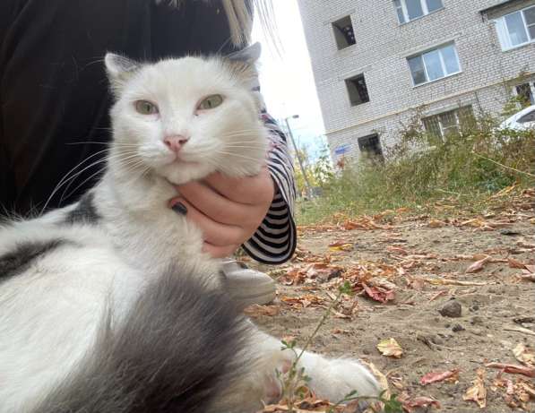 Очень добрый кот в Казани