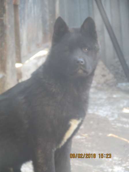 Акитосик в Уфе