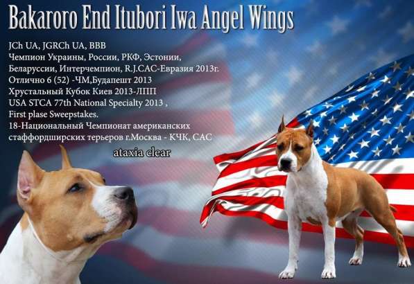 Американский стаффордширский терьер в Краснодаре фото 3