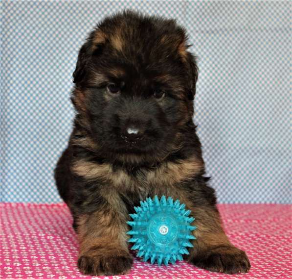 Щенки овчарки Питомник в фото 41