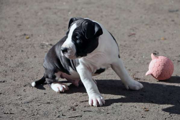 Высокопородные щенки амстаффа в Санкт-Петербурге
