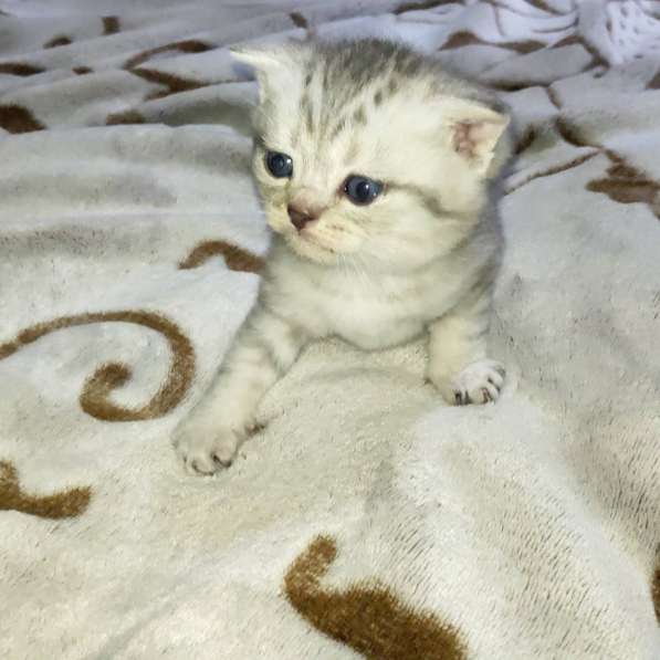 Продам шотландского котика в 
