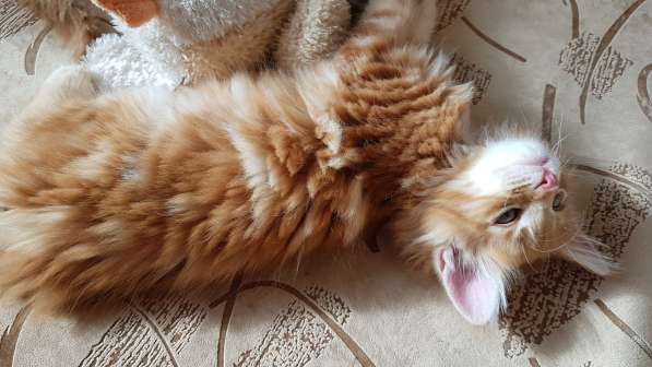 Продаётся красная девочка мейн-кун в Санкт-Петербурге фото 51