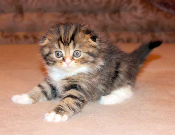 Шотландский вислоухий котёнок Нектар) в Екатеринбурге фото 13