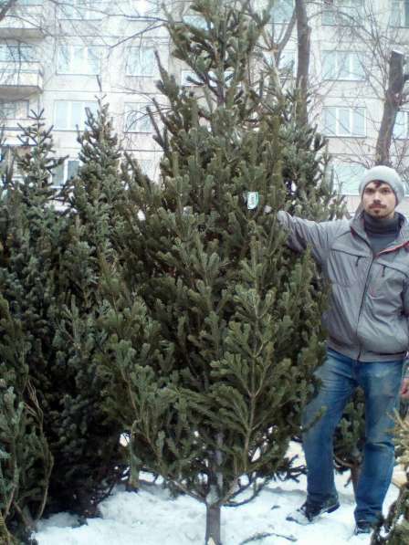 Пихта, с доставкой на дом в Новосибирске фото 6