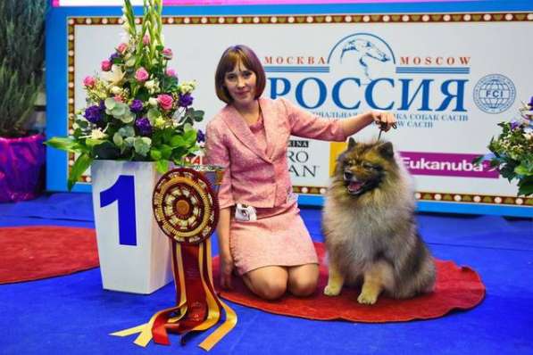 Великолепный щенок кеесхонда от Чемпионов в Екатеринбурге фото 9