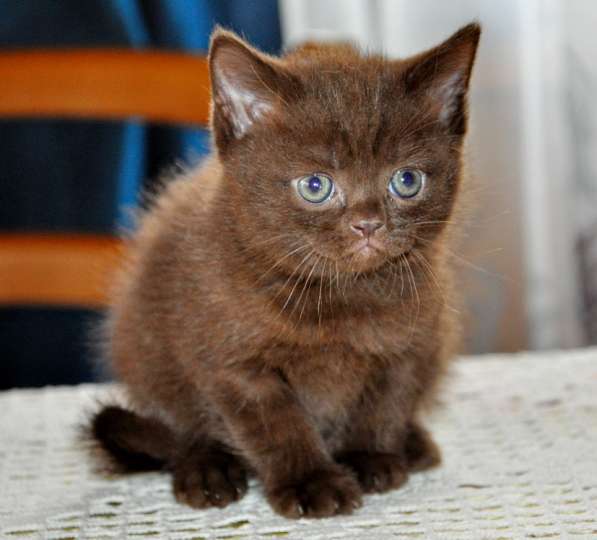 Красивый и плюшевый шоколадный котик