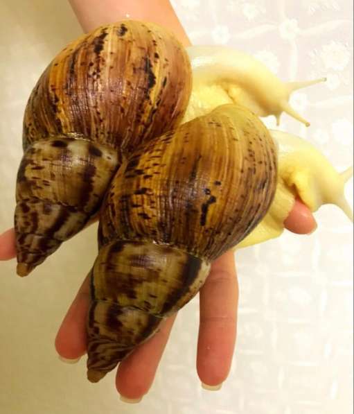 Улитки Ретикулята Альбино разнокровные в Хабаровске фото 8