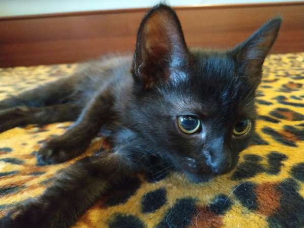 Котенок черный (метис Бомбейской кошки) в 