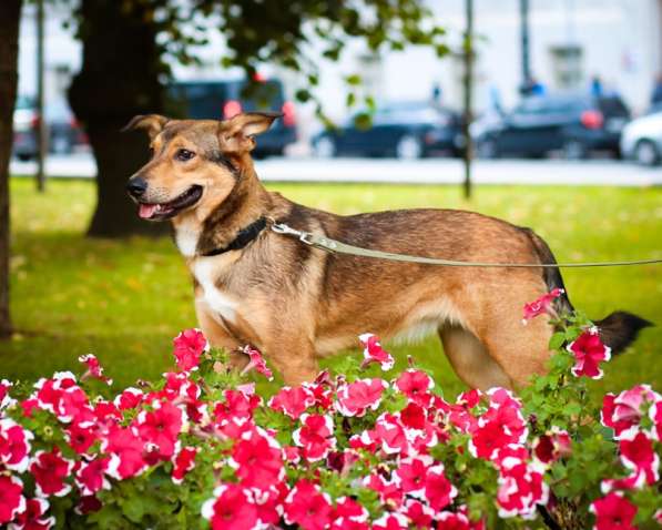 Очаровательная собачка компактного размера в Санкт-Петербурге фото 68