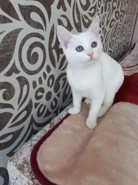 В добрые руки в Саратове фото 16