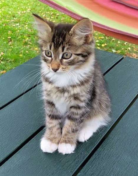 Бесподобный полосатый крошка-котенок Милашка в добрые руки