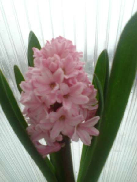 Цветы Гиацинты в Балашове фото 8