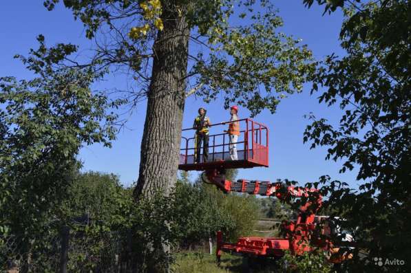 Удаление Опасных Аварийных Проблемных Деревьев в Жуковском
