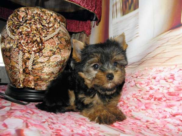 Мальчики йоркширского терьера в Москве фото 9