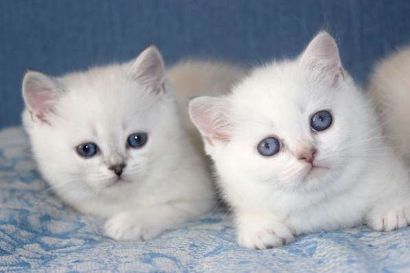 Шотландские котята в Санкт-Петербурге фото 10