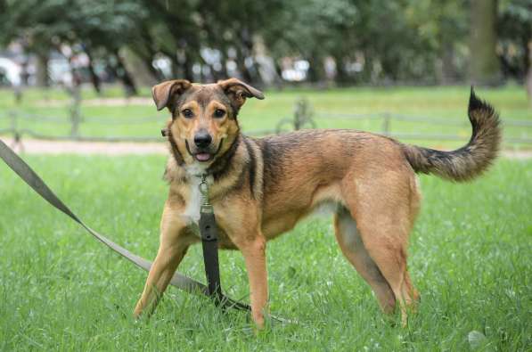 Очаровательная собачка компактного размера в Санкт-Петербурге фото 36