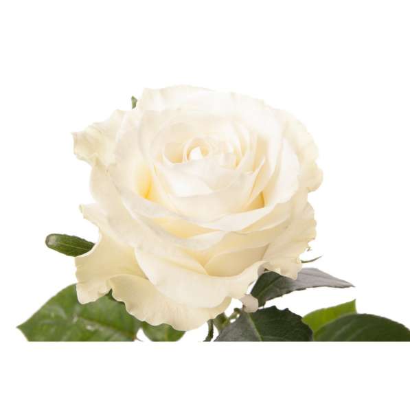 Белые розы оптом к 8 марта в Красноярске фото 4