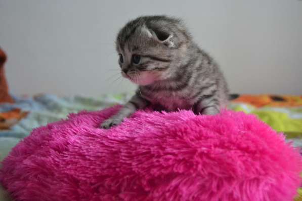 Шотландская вислоухая кошечка в фото 7