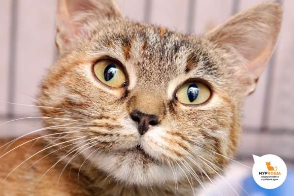 Кошечка Нянкэт