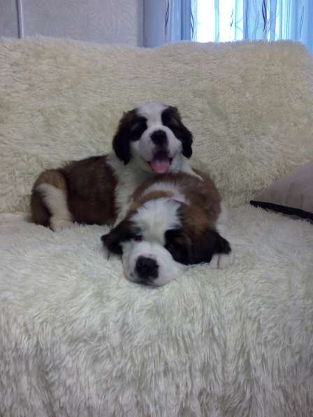 Щенки сенбернара в фото 85