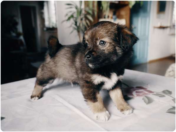 Возьмите друга в семью в Анапе фото 7