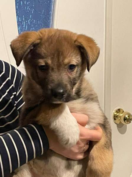 Маленький, но уже очень умный щенок в Санкт-Петербурге фото 27