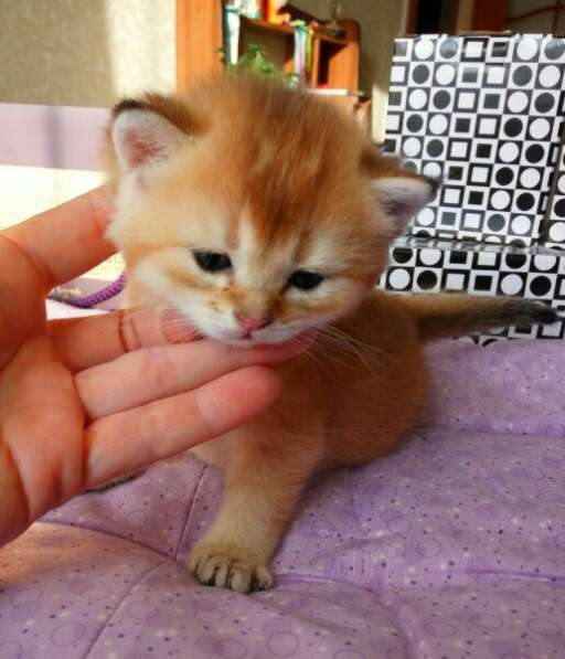 Британская кошечка в Санкт-Петербурге фото 10