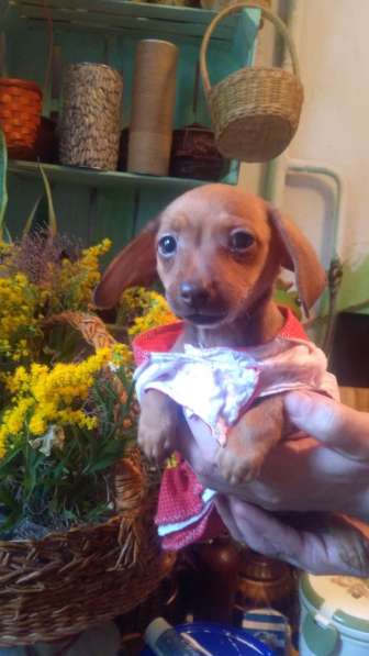 Щенки таксы миниатюрной в Твери фото 21