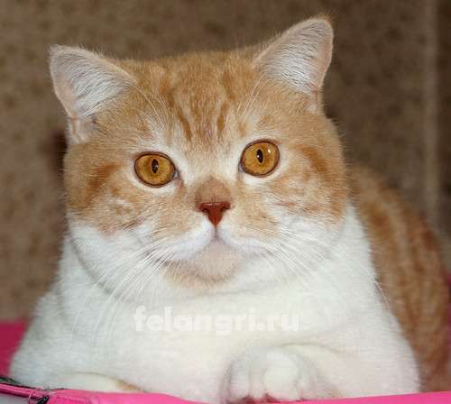 Коты и кошки британские в Новокузнецке фото 16