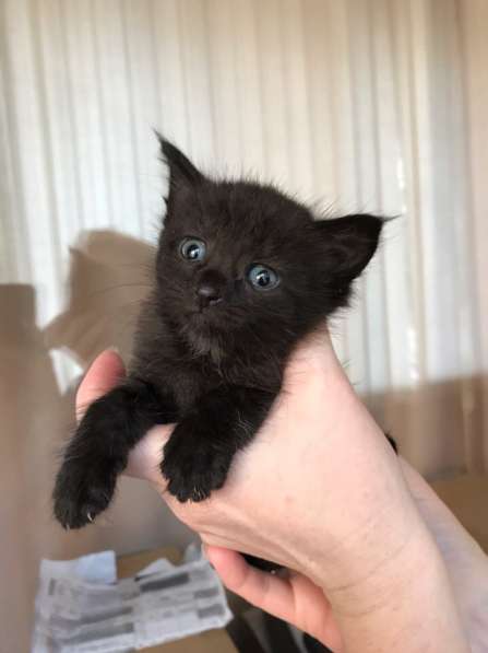 Эльза ждет хозяина в Ульяновске фото 12