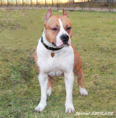 Щенки Американского стафф терьера в Санкт-Петербурге фото 4