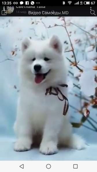 Купим щенка самоеда в фото 3