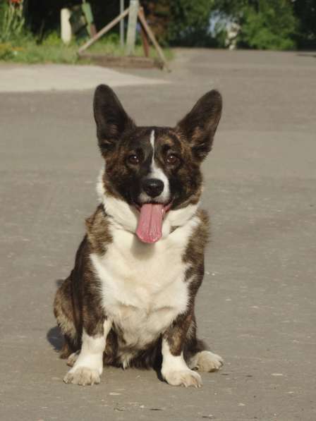 Щенки вельш корги кардигана в Воронеже фото 11