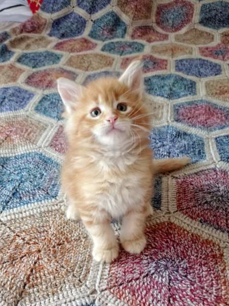 Meincoon мейн кун котята в фото 32
