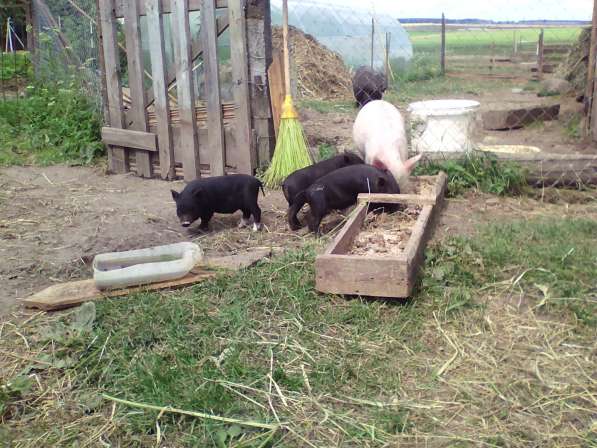 Обменяю вьетнамского хрячка на свинку в фото 5